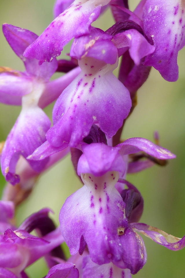 Monti della Laga, N.widderi, P.albida var. tricuspis e altre orchidee 27 giugno 2015